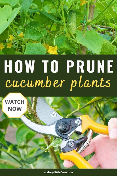 Pruning your cucumber plants is a great way to provide more air circulation which will reduce pest and disease issues. It will also make harvesting your cucumbers easier. In this video I share the step by step process of properly pruning your cucumber plants. How To Prune Cucumber Plants, Pruning Cucumber Plants, When To Harvest Cucumbers, Tennessee Gardening, Cucumbers Growing, Romaine Lettuce Growing, Cucumber Seedlings, Cucumber Plants, Cucumber Gardening