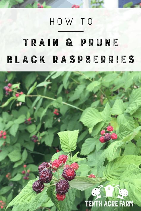 Learn how to train and prune black raspberries for the best harvest. #microfarm #gardening #growyourownfruit #blackraspberries #gardentips Pruning Raspberries, Raspberry Trellis, Raspberry Patch, Black Raspberries, Raspberry Bush, Growing Raspberries, Raspberry Plants, Berry Patch, Berry Garden