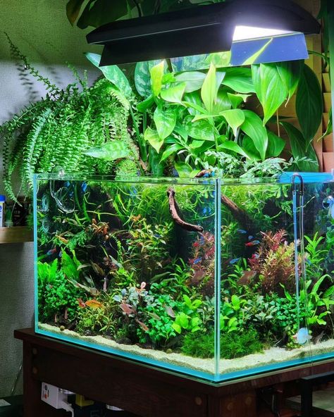 40 Gallon Fish Tank Ideas, Simple Aquascape, Cool Fish Tank Decorations, Fish Aquarium Decorations, Fish Tank Themes, Fish Tank Terrarium, Cool Fish Tanks, Aquascape Design, Fish Tank Design