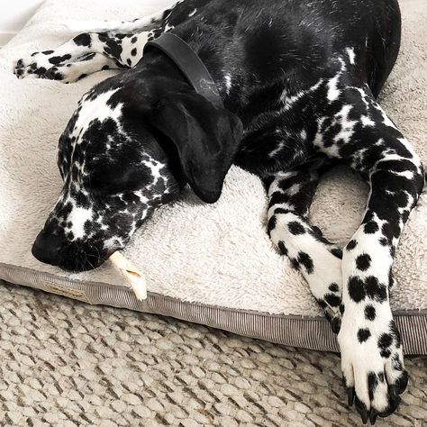 Pointer Dog, 101 Dalmatians, Cute Dog Pictures, Weekend Vibes, Black N White, Dalmatian, Animal Design, Dog Pictures, Dream Life