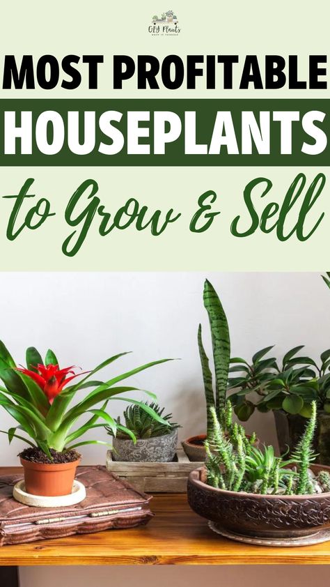 Most Profitable Houseplants to Grow & Sell Diy Plant Nursery, Plant Sale Ideas Diy, Selling Plant Cuttings, Most Profitable Plants To Grow, Succulent Business, Home Plant Nursery, House Plant Business, Indoor Plant Nursery, Plants Business Ideas