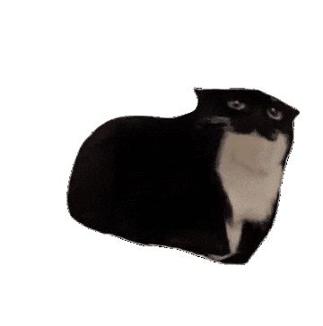 Cat Animated, Pusheen Cute, Discord Pfps, Silly Images, Cute Cat Gif, Silly Animals, Silly Cats, Cat Cat, Cat Stickers