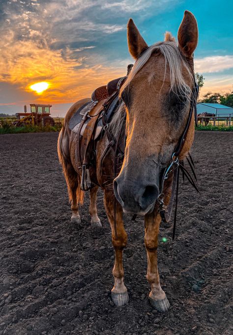 Horses Barrel Racing, Horse Tack Western, Palomino Horse Western Tack, Your The One, Western Horse Riding Aesthetic, Barrel Racing Asthetic, Horses Western Aesthetic, Horses Western, Western Horse Riding