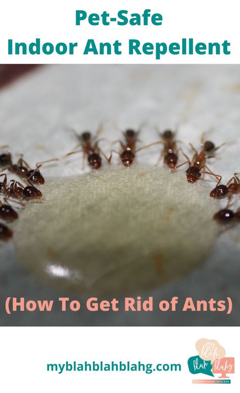 I never invite ants to my house, but every summer they feel a need to visit. And like most guests, they stay too long. Well, no more am I allowing uninvited visitors. Ants included. Learn how I get rid of ants indoors by reading this post. It's quite simple. Don't let your house be invaded. #killantsindoors #ideastokillants #pestcontrolindoors Stink Bug Repellent, Ants Repellent Diy, Ant Remedies, Ant Killer Recipe, Repellent Diy, Ant Spray, Ant Repellent, Bug Spray Recipe, Ants In House