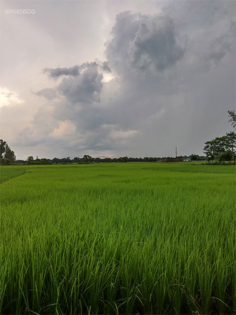 Paddy Field of Salkocha, Dhubri, Assam Paddy Field Photography Poses, Paddy Field Aesthetic, Paddy Field, Paddy Field Photography, Beauty Of Himachal Pradesh, Sky Watch, 27 September, 7 August, 16 October