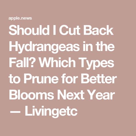 Should I Cut Back Hydrangeas in the Fall? Which Types to Prune for Better Blooms Next Year — Livingetc Prune Hydrangeas, When To Prune Hydrangeas, Limelight Hydrangea, Planting Hydrangeas, Patio Plants, Fall Outdoor Decor, Painters Tape, Gardening For Beginners, In The Fall