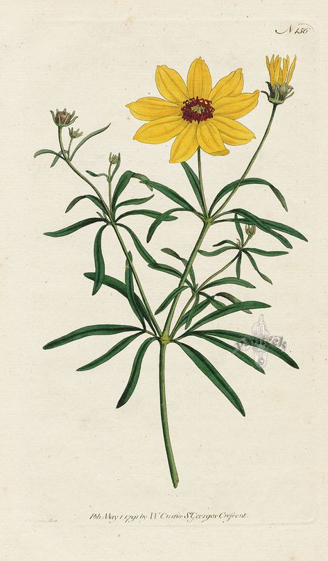 Coreopsis Verticillata, Coreopsis Flower, Manipura Chakra, Flower Silhouette, Vintage Botanical Prints, Japanese Woodblock Printing, Botanical Drawings, Sketch Painting, Nature Illustration