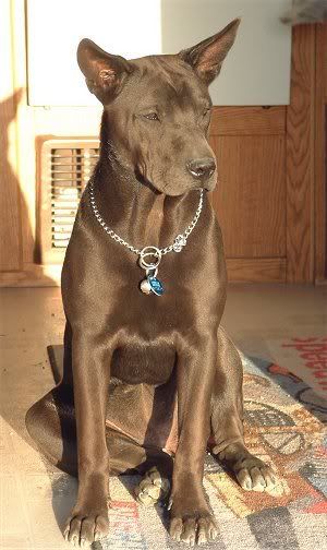 Shar Pei and Chow Chow cross.  He's beautiful. Africanis Dog Breed, Black And Brown Dog Breed, Thai Ridgeback Dog, Bush Dog South America, Ancient Dog Breeds, Thai Ridgeback, Mutt Dog, Mixed Breed Dogs, Pretty Dogs