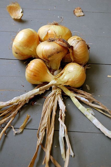 Braid Garlic, Braiding Garlic, Easy Landscaping Ideas, Gardening Videos, Organic Gardening Pest Control, How To Braid, Organic Pesticide, Easy Landscaping, Food Photography Tips