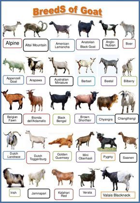 Types Of Goats, Goat Breeds, Large Animal Vet, Raising Farm Animals, Goat Care, Raising Goats, Sheep Breeds, The Residents, Cattle Farming