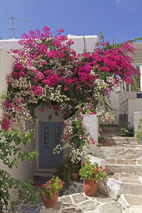 Greek Garden, Paros Island, Greek Heritage, Paros Greece, Greek House, Cyclades Islands, Greece Islands, Mediterranean Garden, Bougainvillea