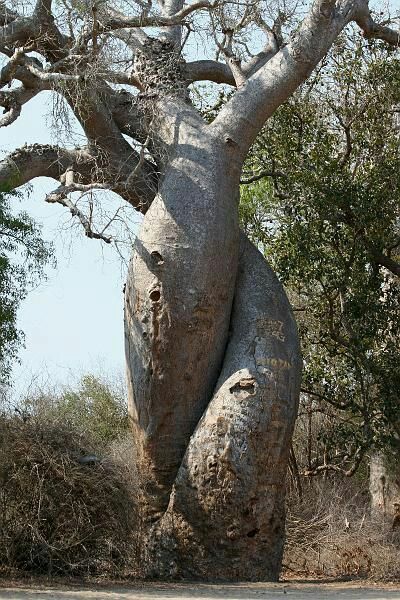 Strangler Fig, Different Trees, Tree Of Love, The Fig Tree, Weird Trees, Two Trees, Old Trees, Unique Trees, Tree Hugger