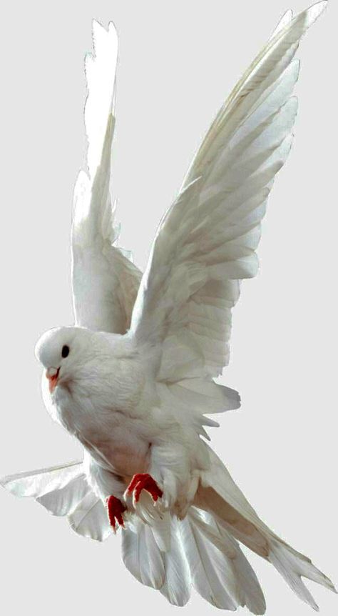 Dove Photography Bird, White Pigeon Drawing, White Dove Drawing, Dove Reference, Dove Aesthetic, Swan Flying, Dove Wings, Doves Flying, Flying Doves