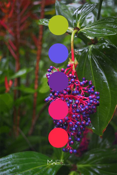 purple berries Colours In Nature, Bright Color Pallets Inspiration, Unusual Color Palettes, Bold Color Combinations, Nature Inspired Color Palette, Interesting Color Palettes, Red And Purple Color Palette, Hawaii Color Palette, Color Schemes Bright