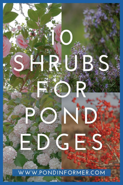 Discover Eye-Catching, Resilient Best Shrubs for Pond Edges That Add Texture, Color, and Privacy Around Your Backyard Paradise.  #plants #ponds #gardening Landscaping Around Pond Ideas, Landscape Around Pond, Fence Around Pond, Large Pond Landscaping Ideas, Waterfall Landscaping Ideas, Plants Around Ponds Landscaping, Pond Landscaping Ideas Large, Backyard Ponds, Plants For Ponds