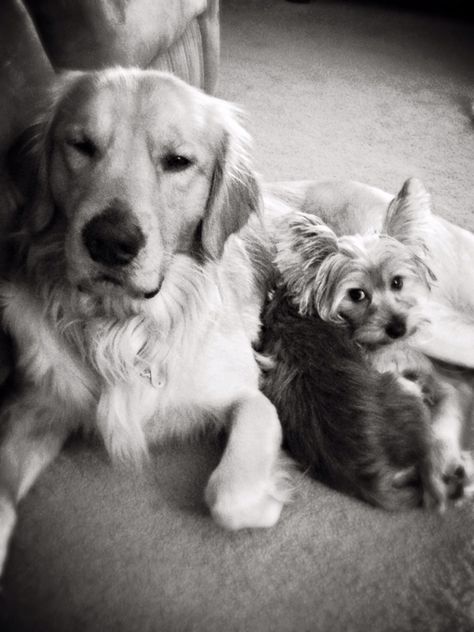 A Golden Retriever and his Yorkie best friend- these two melt my heart everyday ❤️ Golden Retriever And Yorkie, Melt My Heart, Dog Things, A Golden Retriever, Puppy Dogs, Beautiful Dogs, Mans Best Friend, Yorkie, Puppy Love