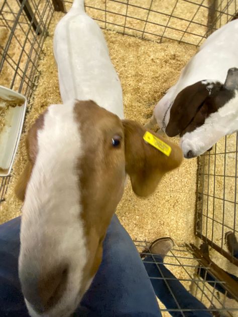 Goat Showing, 4h Goats, Livestock Showing, Vibe Board, Show Goats, Stock Show, Goats Funny, Showing Livestock, Country Stuff