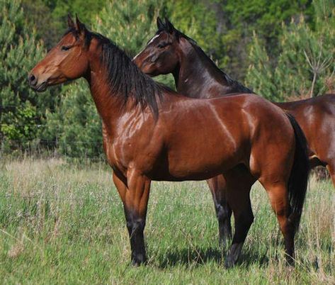 Mantelli del cavallo: BAIO - Horse coat colors: BAY #horsebeautiful Bay Appaloosa, Barnwood Builders, Brown Horses, Bay Horses, Horse Coat Colors, Horse Pics, Horse Show Clothes, Barrel Racing Horses, Bay Horse