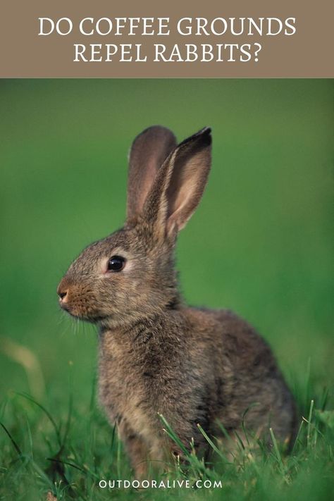 Homemade Rabbit Repellent, Rabbit Repellent For Flowers, Get Rid Of Rabbits In Yard, Bunny Repellent, How To Get Rid Of Rabbits In The Yard, Rabbit Repellant In The Garden, Rabbit Deterrent, Gardening Reference, Raccoon Repellent