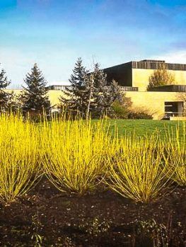 Yellow Twig Dogwood Dogwood Bush, Yellow Twig Dogwood, Dogwood Shrub, Red Twig Dogwood, Twig Dogwood, Dogwood Branches, Sacred Garden, Tiny White Flowers, Hillside Landscaping