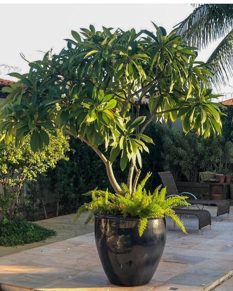 Home Interior Design 2023, Tropical Potted Plants, Modern Indoor Plants, Indoor Plants Decor Ideas, 2023 Home Interior, Indoor Plants Decor, Tropical Backyard Landscaping, Plumeria Tree, Pots For Indoor Plants