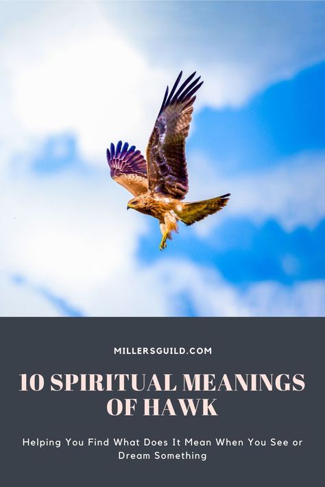 10 Spiritual Meanings of Hawk Eagle Meaning, Hawk Meaning, Hawk Symbolism, Hawk Spirit Animal, Hawk Spirit, Celtic Zodiac, Spiritual Animal, Native American Traditions, Animal Guides