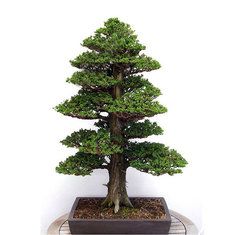 Egrow 100pcs Garden Evergreen Arbor Moso Bamboo Seeds Courtyard Phyllostachys Pubescens Plants - Banggood Mobile Cedar Bonsai, Japanese Cedar, Orchid Seeds, Bonsai Tree Types, Bonsai Tree Care, Indoor Bonsai Tree, Bonsai Seeds, Japanese Bonsai, Indoor Bonsai