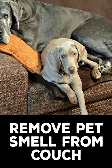 How to Remove Pet Smell From Couch How To Get Animal Pee Smell Out Of Couch, Remove Pet Odor From Couch, Couch Odor Remover, Couch Smell Remover, Couch Freshener Diy, Get Dog Smell Out Of Couch, Pet Odor Out Of Couch, Couch Smells Like Dog, How To Clean And Deodorize Couch