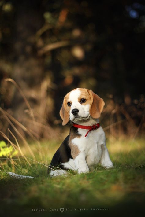 Dog Shock Collar, Cute Beagles, Very Cute Dogs, Cute Dog Pictures, Beagle Puppy, Beagle Dog, Cute Dogs And Puppies, Fit Body