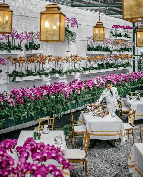 Step into a timeless sanctuary, where elegance whispers. The Orchid Conservatory at @TheMajesticKL awaits, a vibrant tapestry of blooms bathed in golden light. Orchid Conservatory, The Orchid, Golden Light, March 5, Golden Lights, Orchids, Tapestry, Bath, Hotel