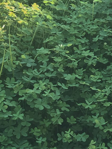 Clover Field Aesthetic, Clovercore Aesthetic, Clovers Aesthetic, Clover Wallpaper Aesthetic, Goblin Druid, Field Of Clovers, Clover Aesthetic, Eye Sweater, Gender Euphoria