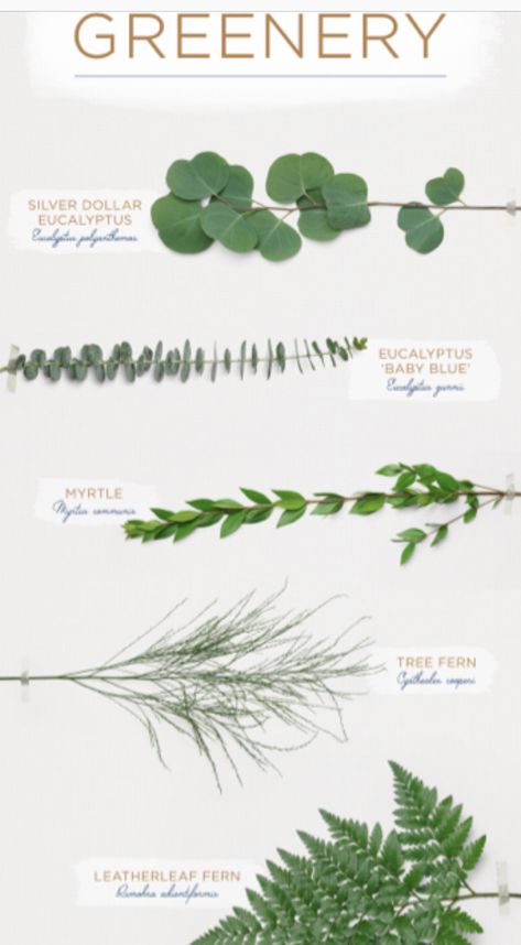 Types Of Greenery, Types Of Leaves, Flower Business, Flower Guide, Floral Arrangements Diy, Flower Arrangements Diy, Flower Names, Sugar Flowers, Floral Garden