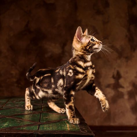 Marble Bengal Cat, Bengal Cat Names, Gato Bengali, Bengal Kitten, Leopard Cat, Bengal Cats, Cat Spray, Super Cat, Cheetahs