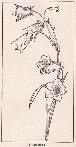 Harebell Flower Drawing, Harebell Drawing, Harebell Flower Tattoo, Harebell Flower, School Reference, Diy Embroidery Flowers, Floral Coloring Pages, Embroidery Stitches Flowers, Flower Coloring Sheets