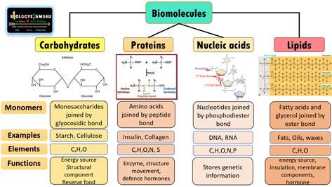 Biomolecules Drawing, Peptide Bond, Drawing Lips, Organic Molecules, Nucleic Acid, Chemical Structure, Comparison Chart, Structure And Function, Cell Wall