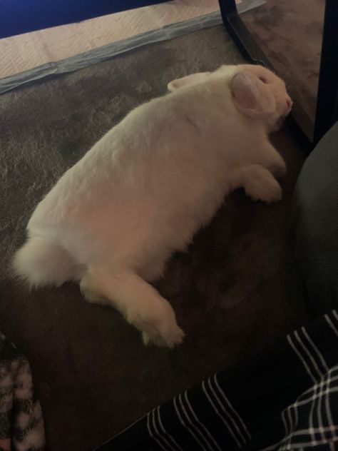 My Beanie Bunny comfortably laying on my bed 🥰 Bunny Laying Down, Rabbit Anatomy, Bunny Pictures, My Bed, Anatomy Reference, Anatomy, Bed