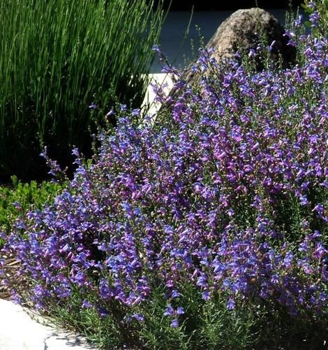 Penstemon Margarita BOP pushed up against a rock. Native plants can be very pretty. - grid24_12 Ceanothus Skylark, California Lilac, California Native Garden, Habitat Garden, Native Gardens, Plant Zones, California Native Plants, Native Plant Gardening, Plants Ideas