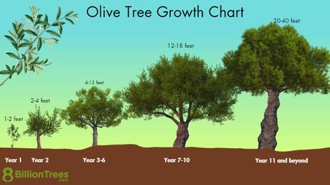 Olive Tree Types: Indoor Growing, Outdoor Zones, Pics, Care of Olive Trees Olive Bushes Landscaping, How To Grow Olives, Olive Tree Care, Olive Trees Landscape, Growing Olive Trees, Types Of Olives, Tree Growth, Zone 9, Tree Care