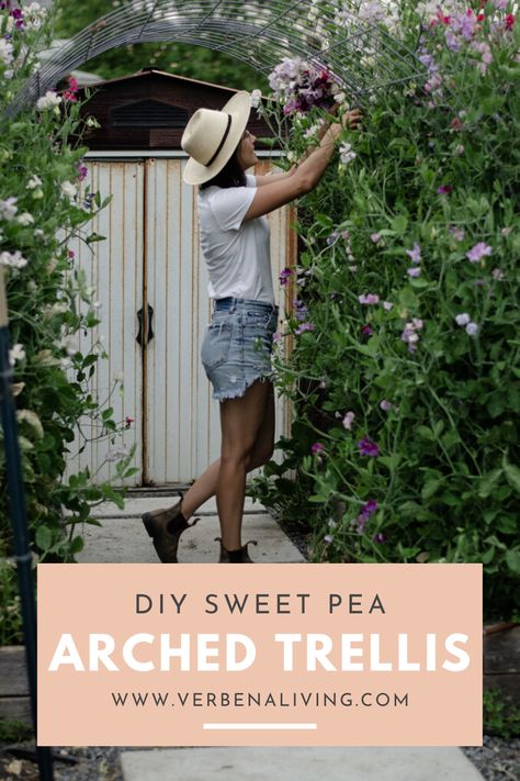 DIY Sweet Pea Trellis Arch - Verbena Living Sweet Pea Trellis, Trellis Arch, Arched Trellis, Pea Trellis, Growing Sweet Peas, Sweet Pea Plant, Arch Trellis, Sweet Pea Seeds, Sweet Pea Flowers