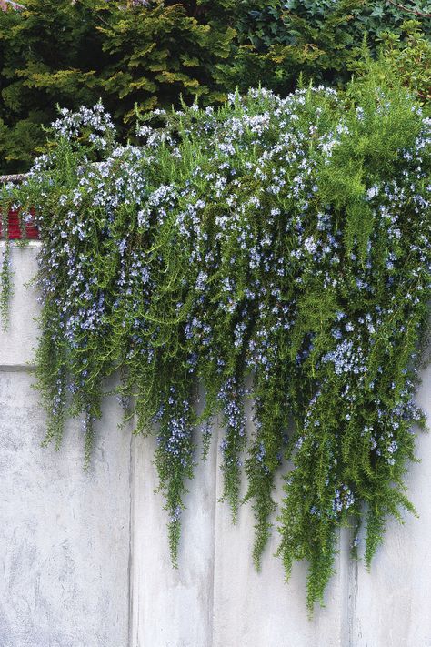 8b Plants, Cornwall Garden, Vertical Herb Gardens, Courtyard Plants, Succulent Gardening, Fine Gardening, Mediterranean Garden, Vegetable Garden Design, Hanging Garden