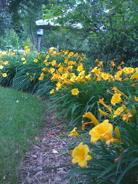 Yellow Daylilies, Daylily Garden, Garden Flower Beds, Happy Returns, Day Lilies, Afternoon Sun, Garden Shrubs, Evergreen Plants, Late Spring