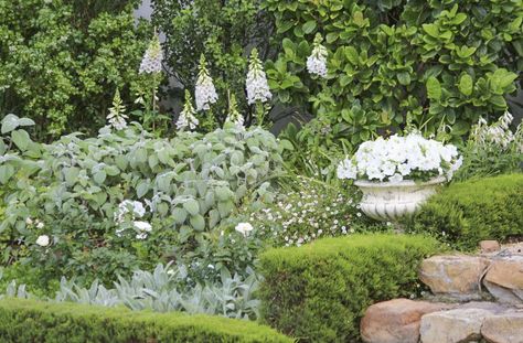 Quicksilver: 11 Plants for a Silvery Gray Garden Green And White Palette, Diy Countertop, Allium Flowers, Gray Gardens, Helichrysum Italicum, Low Water Gardening, The White Album, White Palette, Blue And Purple Flowers