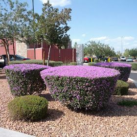 Wendys Hat: Flowering Shrubs {Garden} Texas Sage Landscape, Sage Landscape, Backyard Planning, Texas Sage, Dream Backyard Garden, Sage Garden, Backyard Garden Layout, California Garden, Front Yards