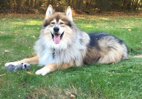 Alsatian Puppy, American Alsatian, Native American Indian Dog, American Indian Dog, Shiloh Shepherd, Dire Wolf, Wild Wolf, English Mastiff, Companion Dog