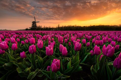 Amazing Sunrise, Tulips Garden, Tulip Fields, Purple Tulips, Flower Landscape, Art Brut, Pink Tulips, Landscape Pictures, Tulips Flowers