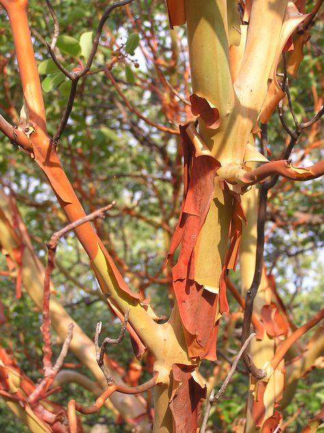 Arbutus andrachne 60s Interior Design, Arbutus Tree, 60s Interior, Tree Photos, Ohuhu Markers, Photo Tree, Tree Bark, Landscape Trees, Winter Garden