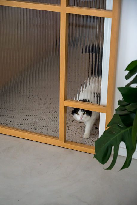 Cat climbing wall