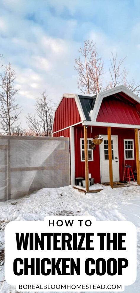 Keep your chickens healthy and warm during the cold winter months with this guide on properly winterizing your chicken coop. Learn the right balance of wind protection, insulation, and ventilation to prevent drafts and how to prepare for extreme weather conditions with heat lamps when necessary. Learn the importance of monitoring the temperature of your coop regularly, and having a plan in place for extreme weather conditions. Ensure your flock survives the winter in optimal health! Chicken Coop For Winter Cold Weather, Cold Hardy Chickens, Chicken Coop Winter Cold Weather, Chicken Coop Ventilation Winter, Heating Chicken Coop, Heated Chicken Coop, Winterized Chicken Run, How To Insulate A Chicken Coop, Chicken Coop Insulation