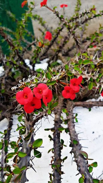 Euphorbia Milii Crown Of Thorns, Crown Of Thorns Flower, Thorn Plants, Plant Creature, Purple Shrubs, Red Flowers Garden, Red Shrubs, Red Flower Wallpaper, Crown Of Thorns Plant