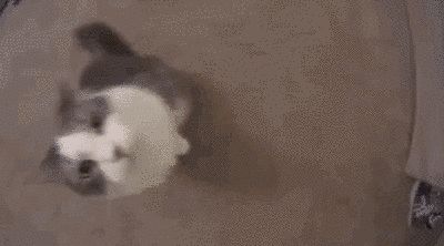 This cat who out-booped a human. | 23 Cats Who Won 2015 Cat Gifs Discord Banner, Gif Pfp For Discord Funny, Cat Header Gif, Cat Gifs Discord, Cute Cat Banner, Cat Gif Wallpaper, Cat Gif Banner, Cat Banner Gif, Cat Banner Discord